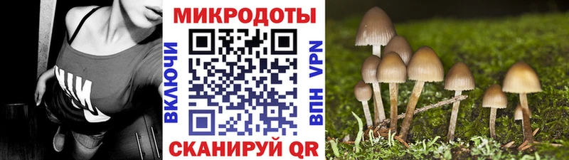Галлюциногенные грибы Psilocybine cubensis  купить  цена  Курган 